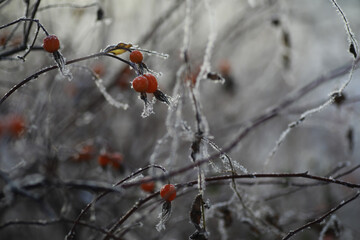 Wall Mural - White snow on a bare tree branches on a frosty winter day, close up. Natural background. Selective botanical background.