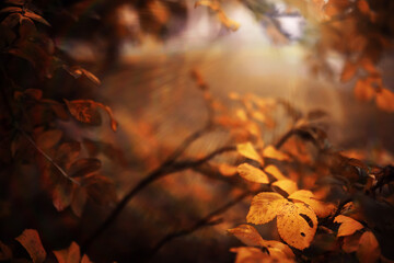 Wall Mural - Beautiful Nature Autumn landscape. Scenery view on autumn city park with golden yellow foliage in Sunny day. Walking path in the city Park strewn with autumn fallen leaves.