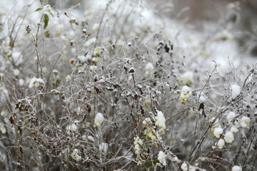 Wall Mural - White snow on a bare tree branches on a frosty winter day, close up. Natural background. Selective botanical background.