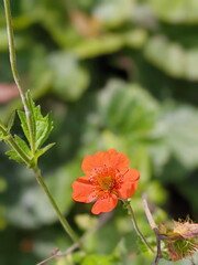 Wall Mural - geum quellyon blooms in the garden in spring