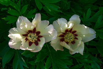 Wall Mural - Magnificent buds of unusual peonies with yellow petals, close-up.