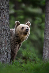 Wall Mural - Female brown bear portrait in the forest