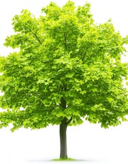 Wall Mural - Full size maple tree displaying vibrant green foliage isolated on a white background creating a striking visual