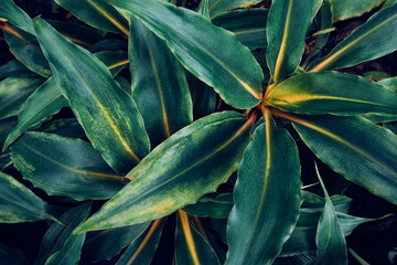 Wall Mural - abstract tropical leaf textures on dark tone, natural green background.