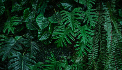 Wall Mural - full frame of green leaves pattern background, nature lush foliage leaf texture, tropical leaf.