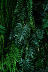 Wall Mural - full frame of green leaves pattern background, nature lush foliage leaf texture, tropical leaf.