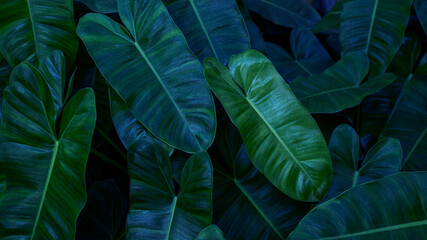 Wall Mural - closeup nature view of green leaf texture, dark wallpaper concept, nature background, tropical leaf.