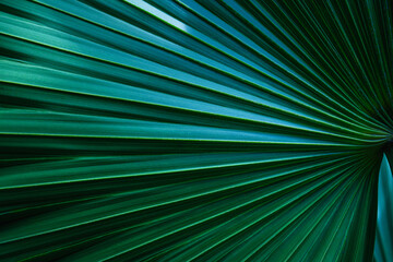 Wall Mural - abstract palm leaf textures on dark blue tone, natural green background.