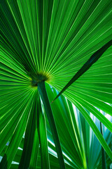 Wall Mural - abstract palm leaf textures on dark blue tone, natural green background.