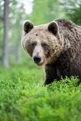 Wall Mural - wild brown bear portrait in the forest at summer