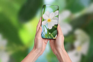 Wall Mural - Plant identifier application. Woman taking photo of flowers outdoors, closeup