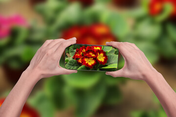 Wall Mural - Plant identifier application. Woman taking photo of flowers, closeup