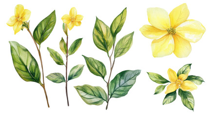 watercolor flower of tropical spring floral yellow on transparent background