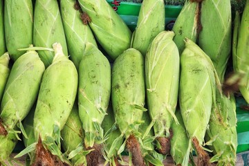 Wall Mural - Close up of fresh sweetcorn