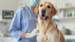 © Vilaysack - veterinarian in medical uniform examines happy Labrador retriever in clinic, showcasing care and professionalism in clean, clinical environment