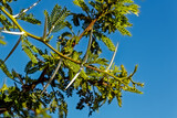 Extremely sharp thorns and leaves on acacia tree against a dark blue sky in summer in the Western Cape, South Africa