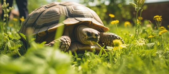 Turtle eating ripe banana on green grass in backyard surrounded by bright yellow flowers and sunlight highlighting the domestic pet scene