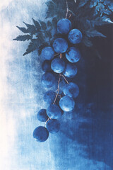 Aufkleber - A vivid photographic scene depicting scattered blue fruit under a layered, faded fern leaf, accentua