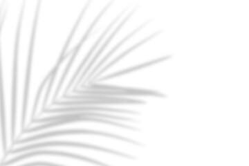 Wall Mural - realistic palm tree branch shadow overlay effect on the corner. tropical coconut leaf shadow on tran