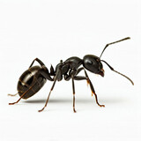 Einzelne Ameise freigestellt vor weißem Hintergrund