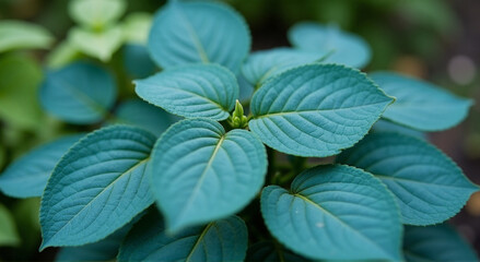 Wall Mural - mint leaves in the garden