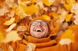 © Sergio - Joyful man lying in autumn leaves wearing orange sweater, enjoying the vibrant fall colors in a sunny outdoor setting