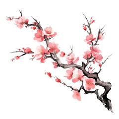 Chinese Peach tree blossom flower plant.