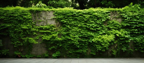 Sticker - Lush green wall covered with vibrant vegetation showcasing various shades of green against a textured stone surface in a natural setting.