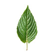 Large Green Weed Leaf with Detailed Veins Isolated on Transparent Background.