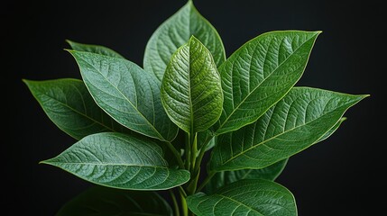 A close-up of vibrant green tropical leaves arranged in a dense pattern.