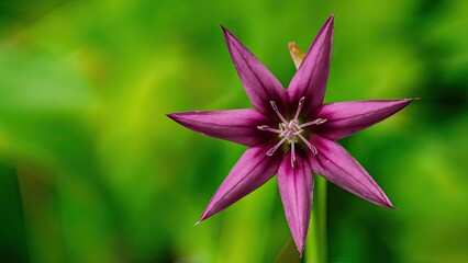 Wall Mural - Purple star-shaped flower in sharp focus at center with vibrant green blurred backdrop highlighting its intricate petals and unique shape.