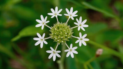 Wall Mural - Delicate white flowers arranged in a circular pattern around a green bud against a blurred green background showcasing nature's beauty.