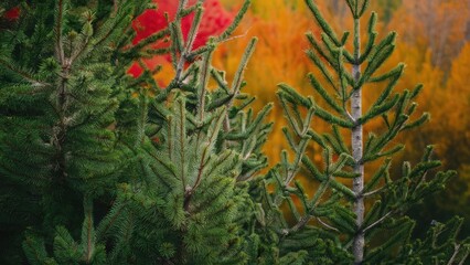 Canvas Print - Coniferous tree branches in the foreground with lush green needles against a vibrant backdrop of red and gold foliage in autumn scenery.