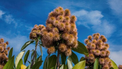 Wall Mural - Kapok flowers in vibrant clusters with brownish hues against a vivid blue sky, featuring green leaves below, creating a striking natural scene.