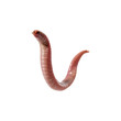 © Anastasiia Bublyk - Worm isolated on transparent background. Worm png