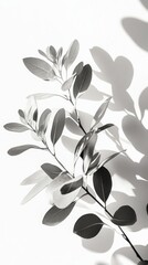 Wall Mural - Elegant Black and White Plant Art Print