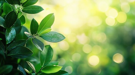 Poster - Tropical jungle close up featuring lush smilax plants in a serene cloudy morning with bright bokeh and space for text or graphics