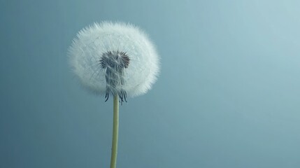 Poster - Fluffy dandelion puffball flower isolated against a soft blue background with ample empty space for text or graphics