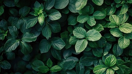 Aufkleber - Lush Green Gooseberry Bush Leaves in a Garden Setting with Blank Space for Text Overlay