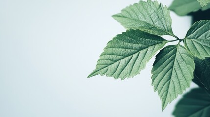 Poster - Close up of vibrant green plant leaves isolated on a white background with ample space for text and design elements