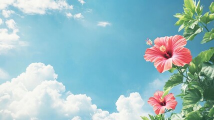 Poster - Vibrant hibiscus flowers under a clear blue sky with fluffy clouds and ample space for text or design elements