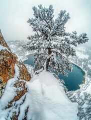 Wall Mural - snow-covered tree on mountain