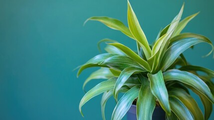 Poster - Close up of vibrant tropical epiphytic plant with lush green leaves set against a solid background for text placement and design use