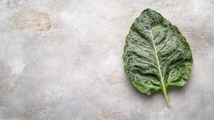 Poster - Fresh green lettuce leaf on a textured grey background showcasing its crisp texture with ample copy space for text or branding.