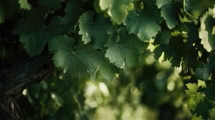 Poster - Close up of lush green grapevine leaves in a vineyard offering natural beauty and ample space for text placement in a serene atmosphere