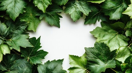 Poster - Healthy green grape leaves framing a blank space for text on a white background ideal for nature-themed design or wellness projects