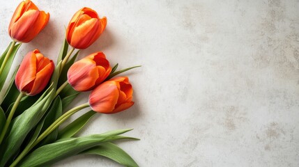 Aufkleber - Vibrant orange tulips with lush green leaves on a light background perfect for spring themed designs and text placement