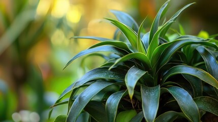 Poster - Close up of lush tropical epiphytic plant exhibiting vibrant blue green leaves with blurred background for creative text placement