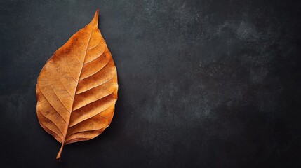 Poster - Dry leaf on dark background showcasing intricate vein patterns with ample copy space for text or design elements.
