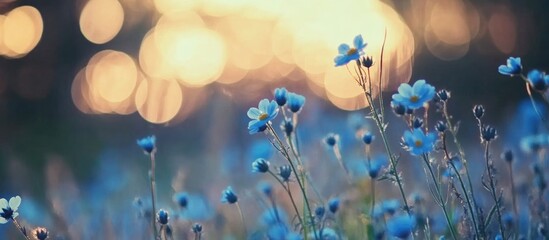 Poster - Dreamy blue bokeh background with soft focus flowers ideal for text overlays and graphic design projects featuring serene natural aesthetics
